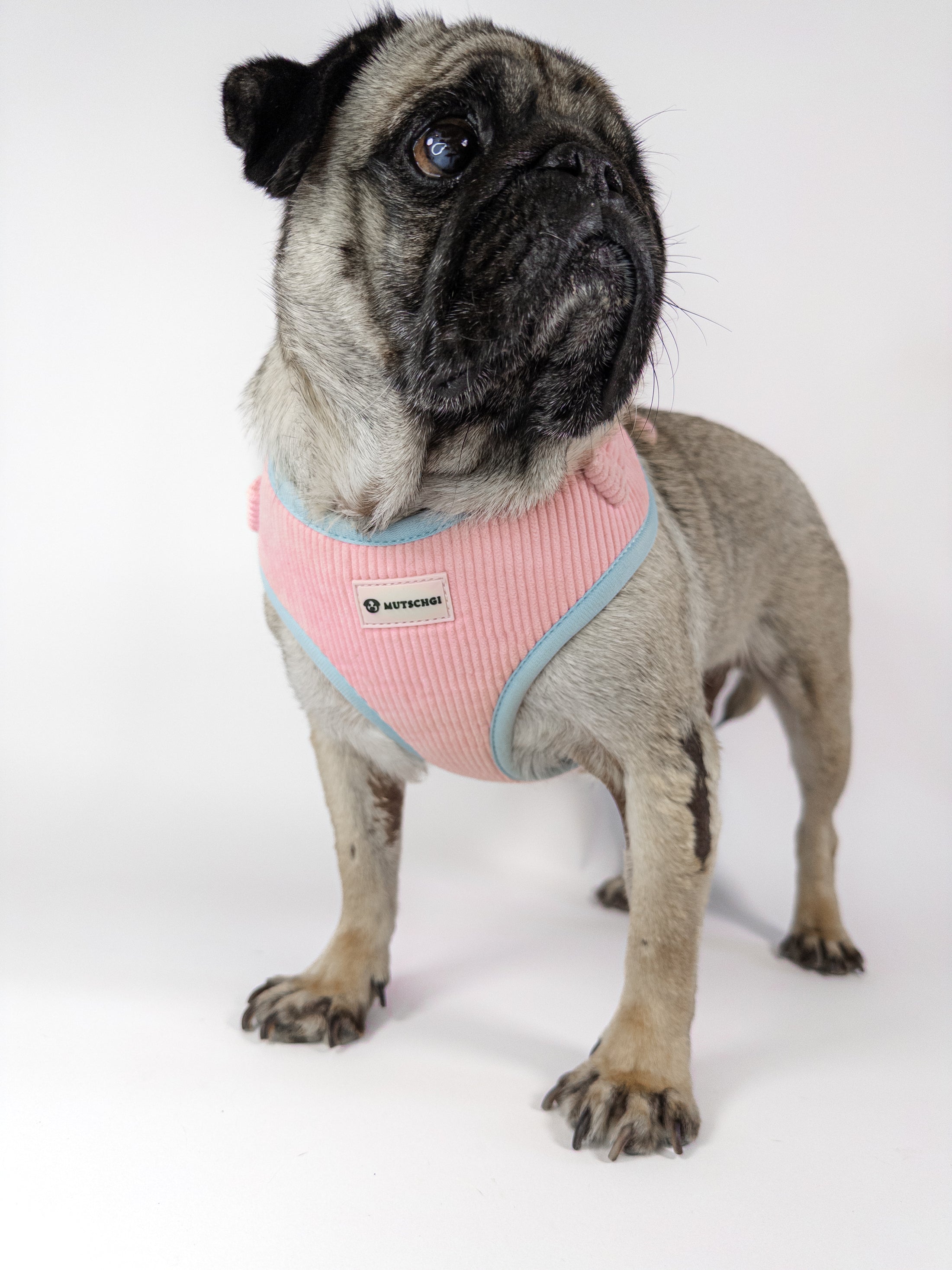 Premium dog harness in pink. Luxury dog accessories.