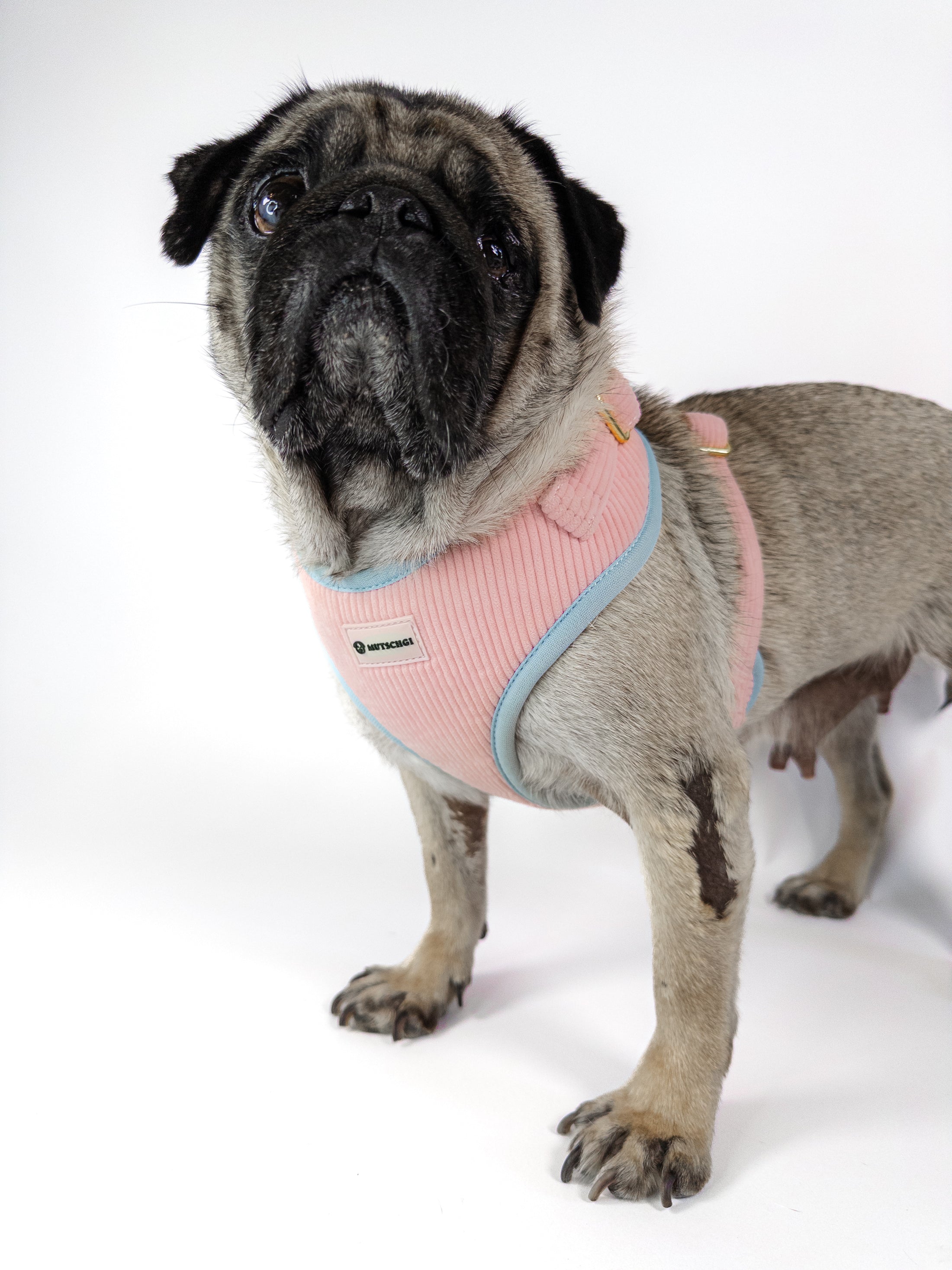 Premium dog harness in pink. Luxury dog accessories.