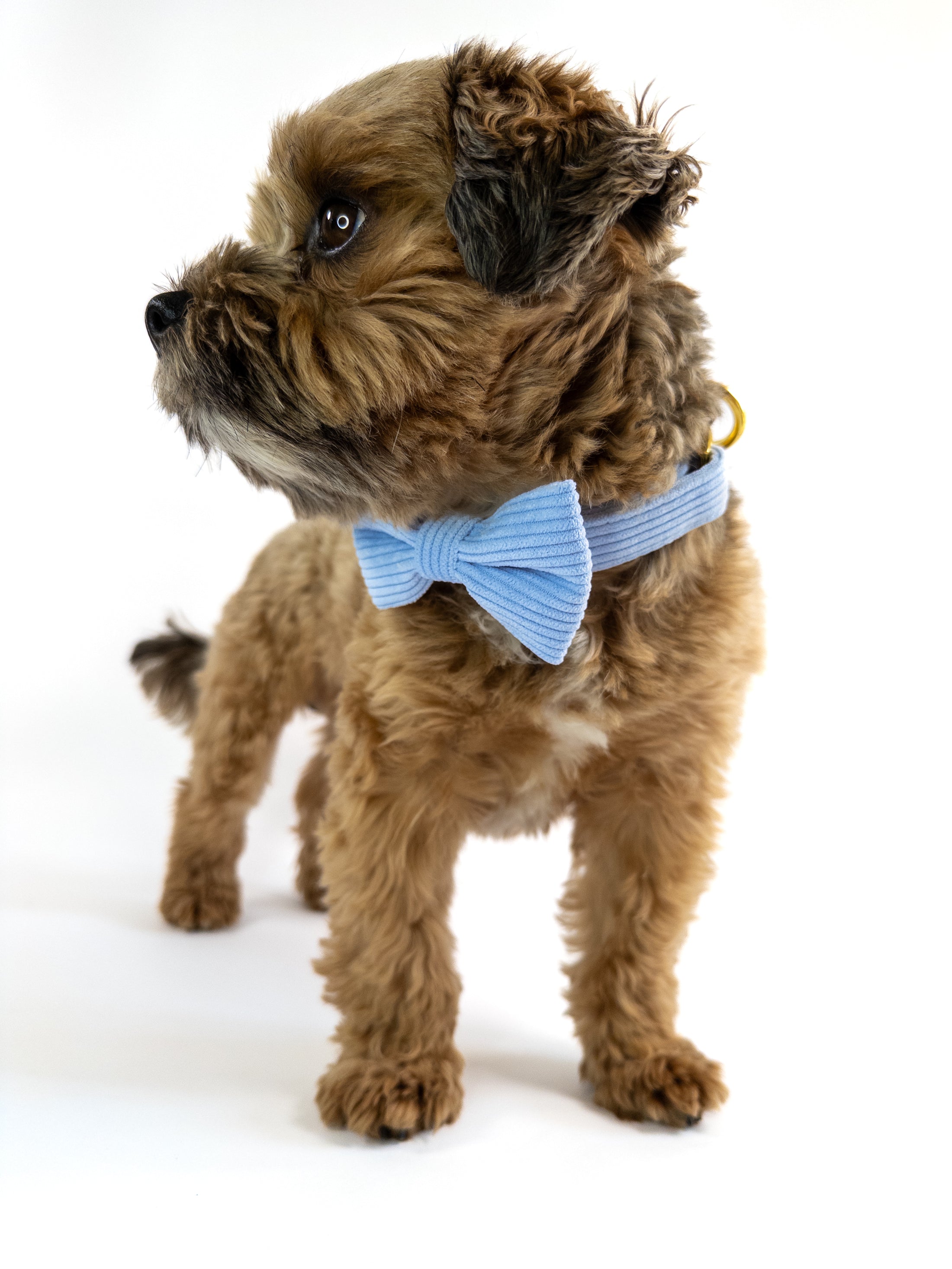 Baby blue dog collar made of finest corduroy with a stylish bowtie.