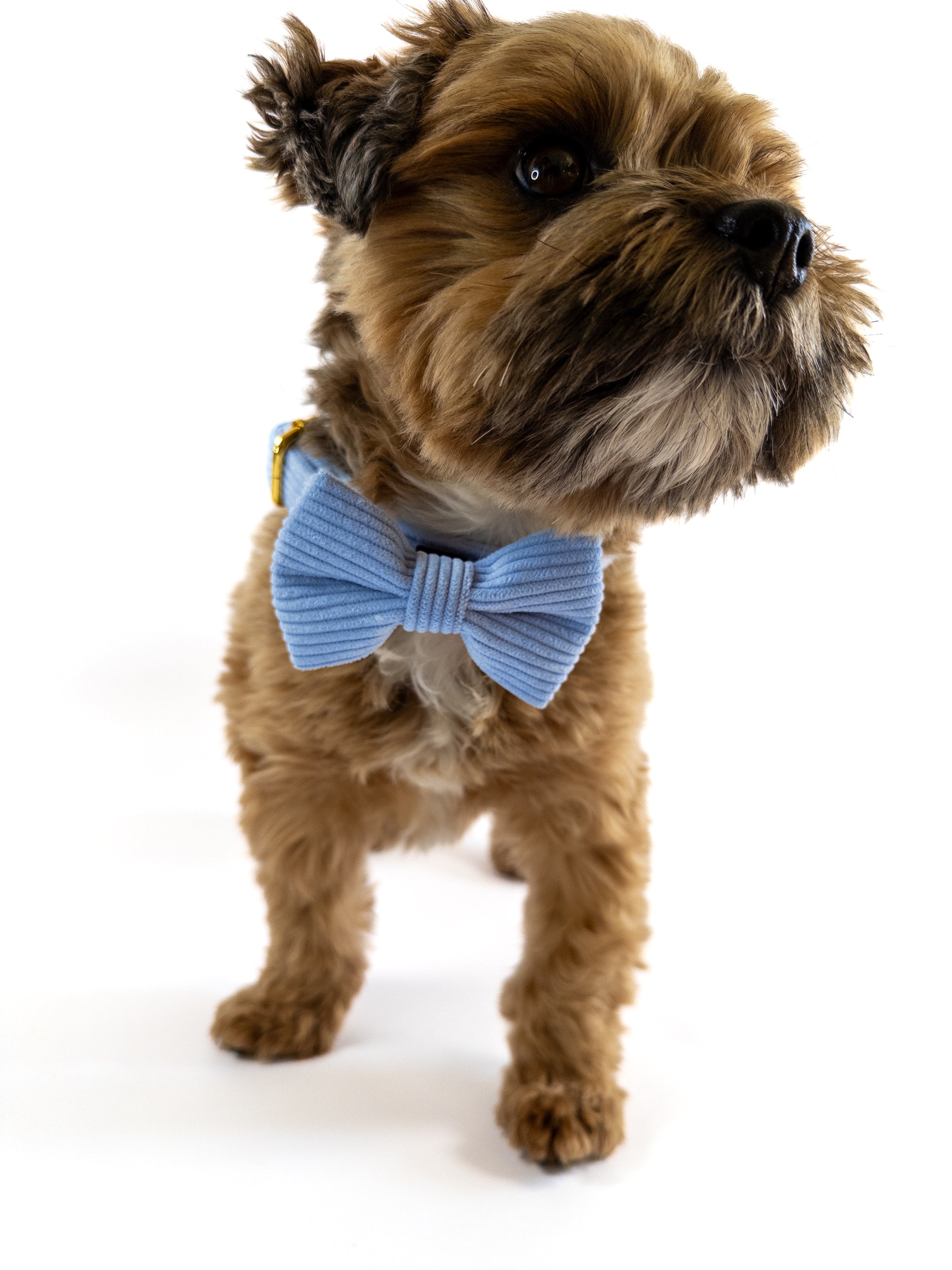 Baby blue dog collar made of finest corduroy. The dog collar has a cute bowtie.