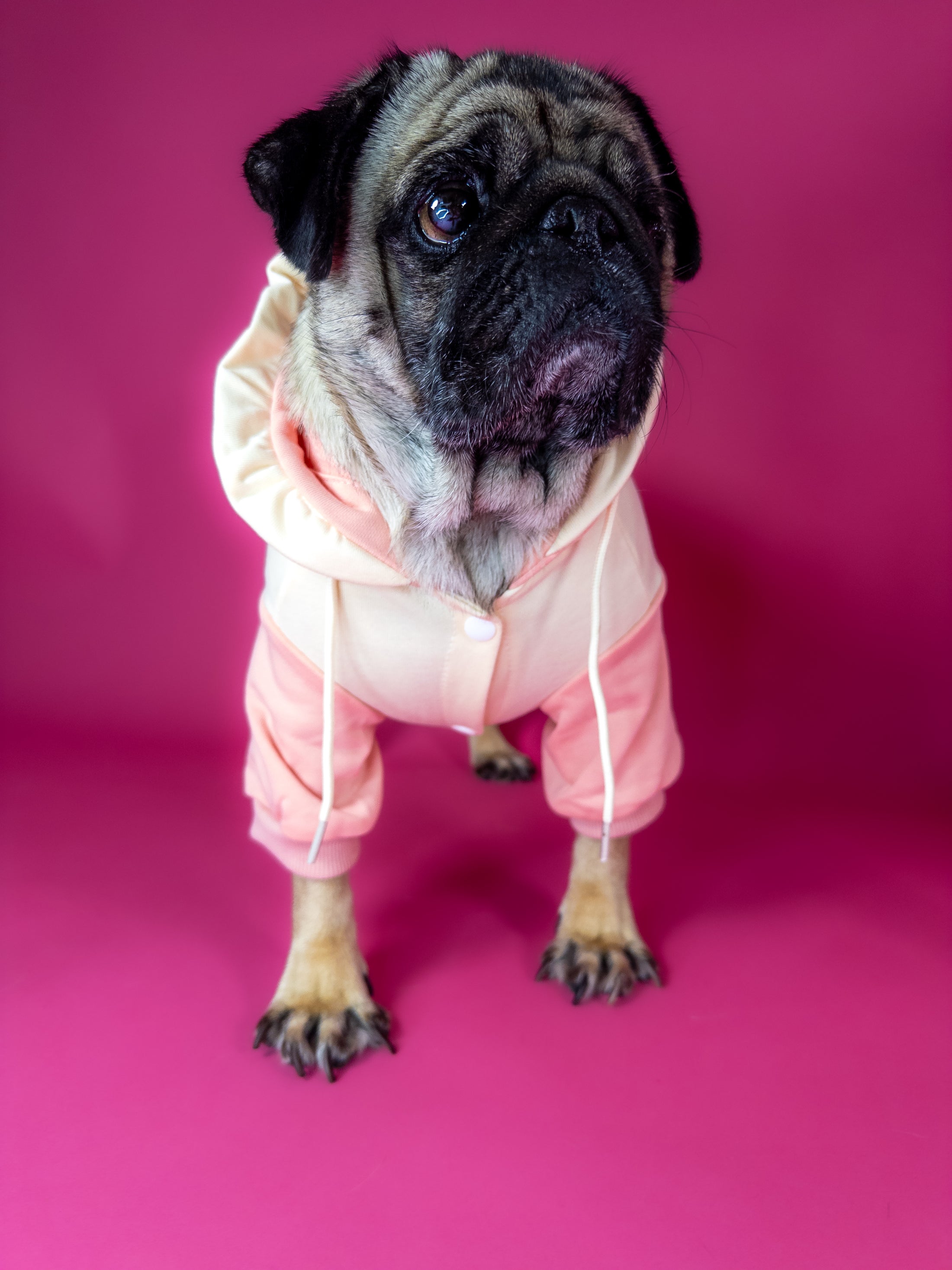 Premium dog hoodie in pink. Luxury dog accessories.