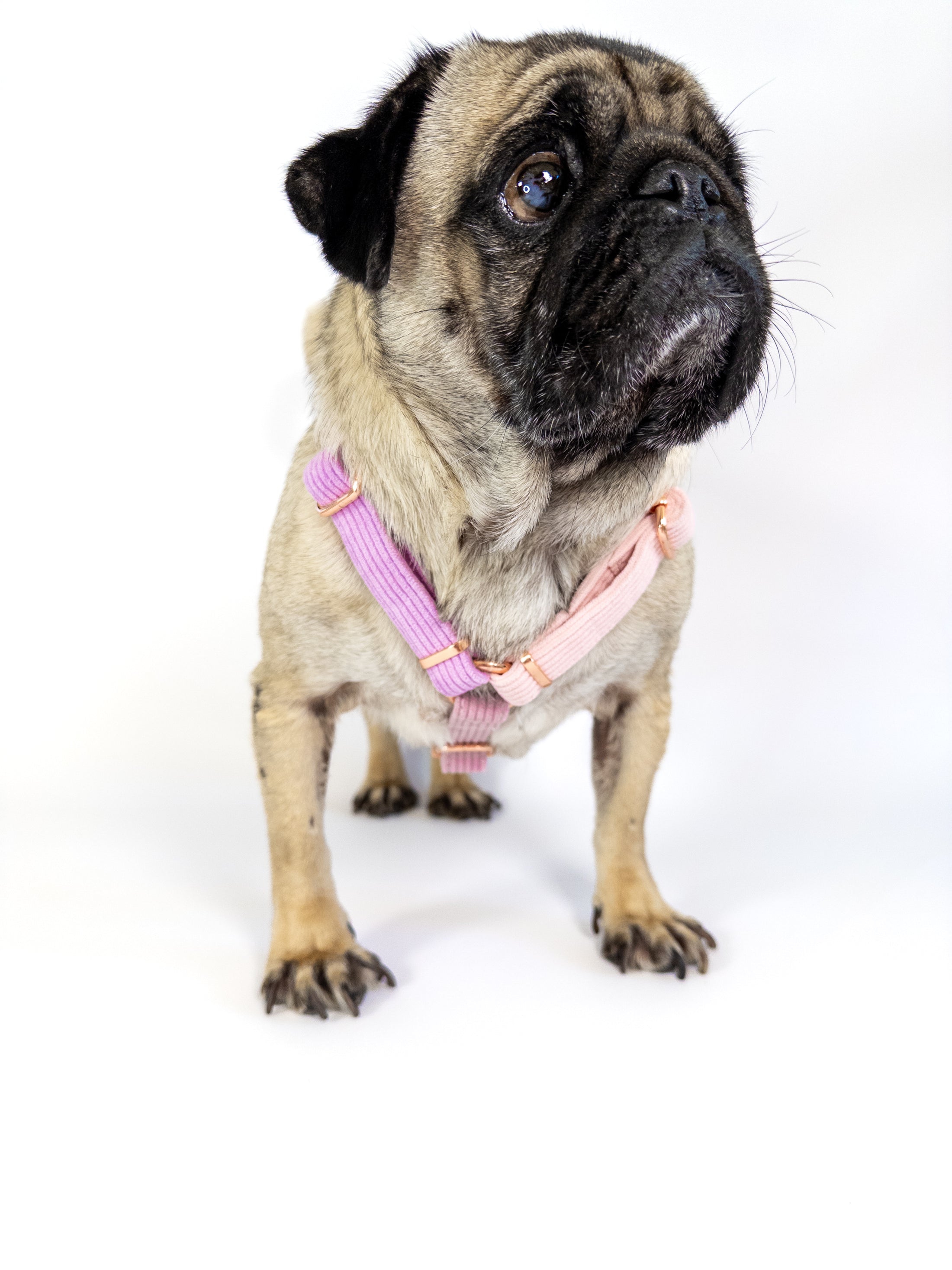 Our DAYDREAMER HARNESS is a luxurious and stylish dog accessory in soft pastel colors. With a buckle in rose gold, this H harness is a pastel dream and an eye-catching dog accessory.