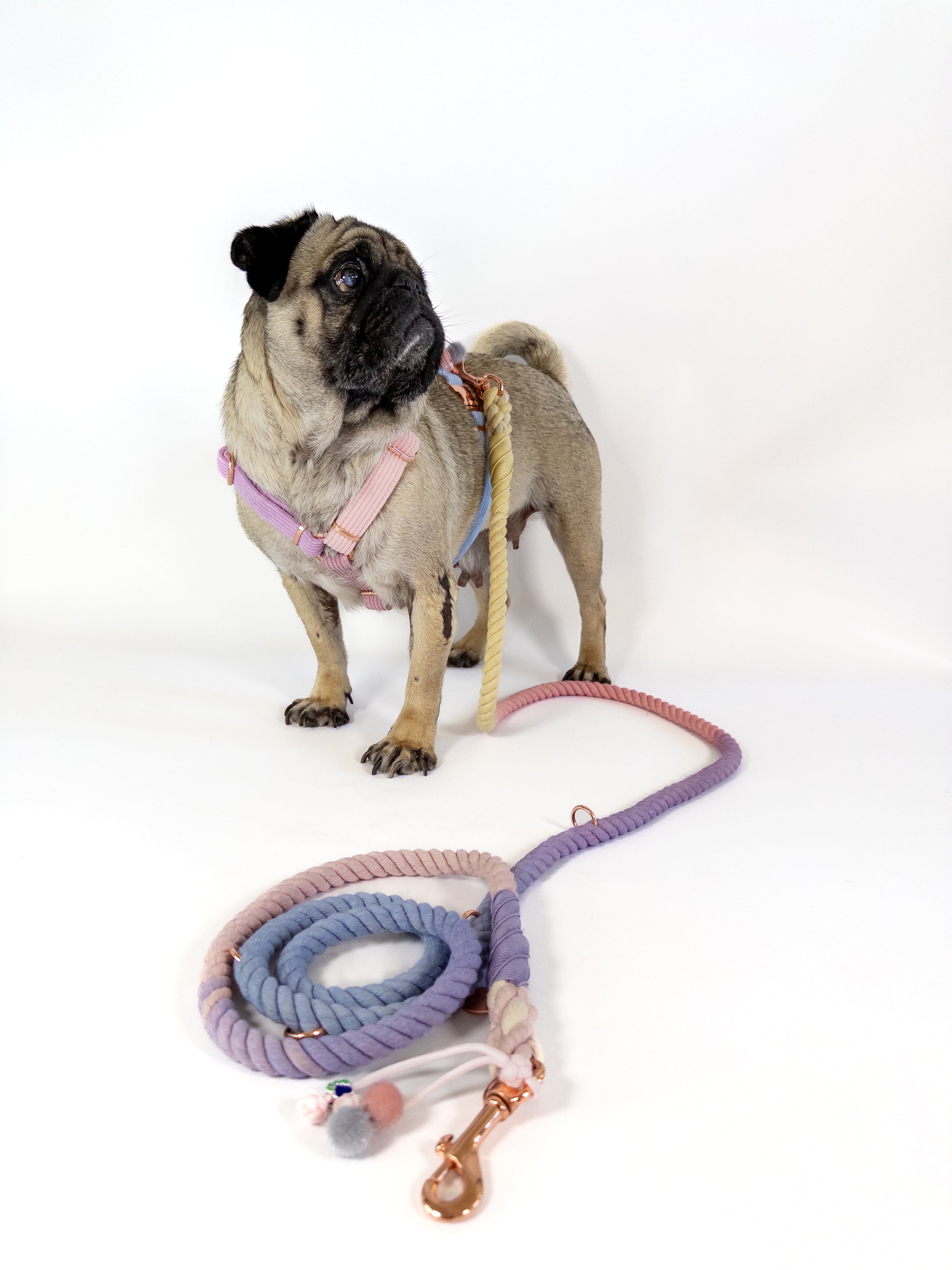 Our DAYDREAMER HARNESS is a luxurious and stylish dog accessory in soft pastel colors. With a buckle in rose gold, this H harness is a pastel dream and an eye-catching dog accessory. Combine it with the DAYDREAMER LEASH for a perfect match.