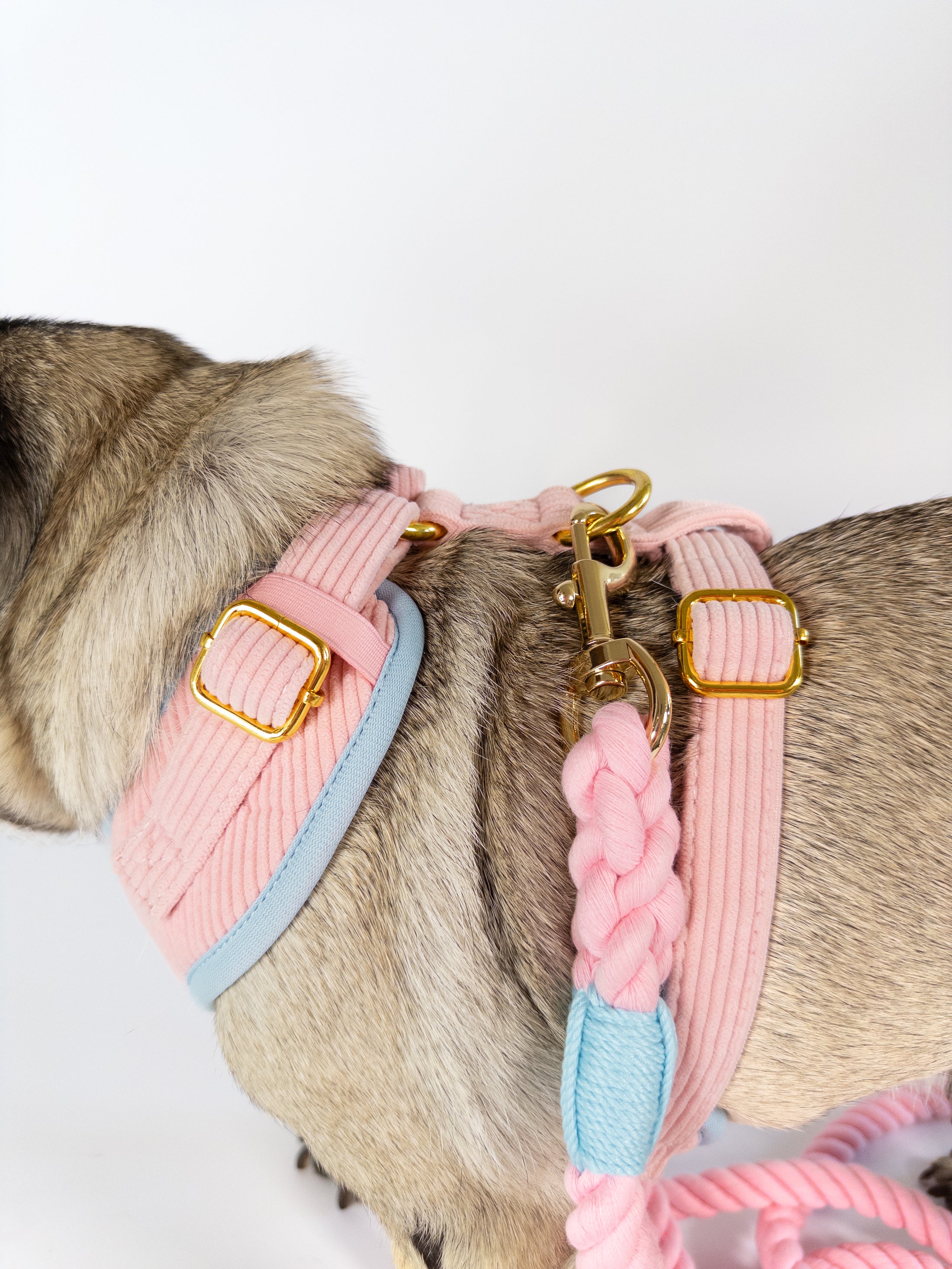 TAILWAGGER HARNESS